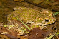 Bufotes viridis, Kărdžali