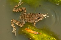 Pelophylax ridibundus kurtmuelleri, Kărdžali