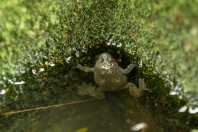 Bombina variegata rhodopensis, Lisitsite