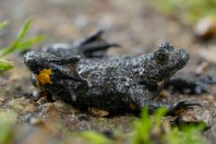 Bombina variegata rhodopensis, Lisitsite