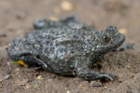 Bombina variegata rhodopensis, Lisitsite