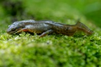 Lissotriton vulgaris schmidtleri, Lisitsite