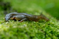 Lissotriton vulgaris schmidtleri, Lisitsite