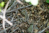 Vipera meridionalis, Asenovgrad