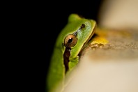 Hyla orientalis, Kostino