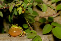 Hyla orientalis, Kostino