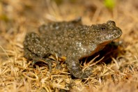 Bombina variegata rhodopensis, Kostino