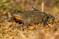 Bombina variegata rhodopensis, Kostino